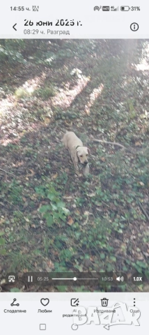 Кучета за трюфели , снимка 3 - Други - 52416795