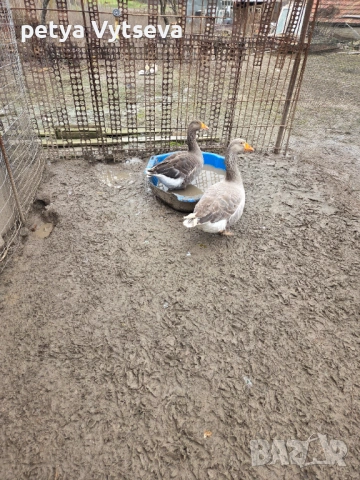 Продавам гьски, снимка 2 - Патици и гъски - 53481514