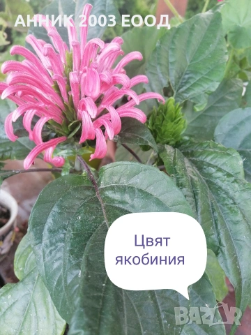 Стайни цветя