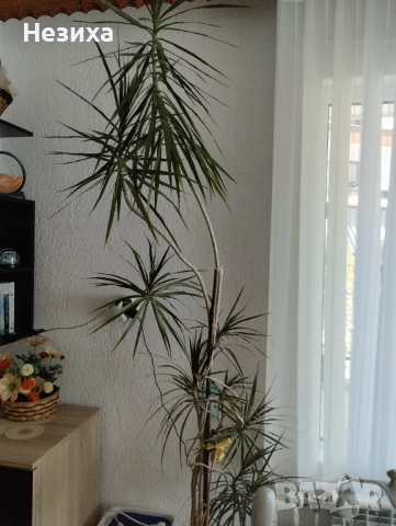 Палма , снимка 2 - Градински цветя и растения - 51482350