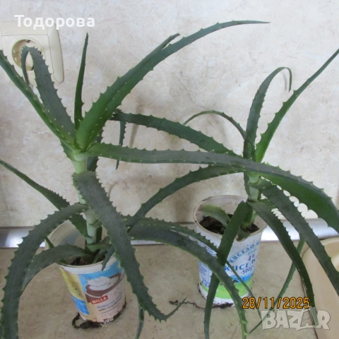 алое, восъче, драцена, дифенбахия, снимка 2 - Стайни растения - 52583201