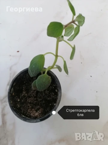 сентполия, снимка 2 - Стайни растения - 51091126