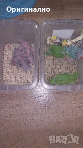 Малък Александър 💗 Корела