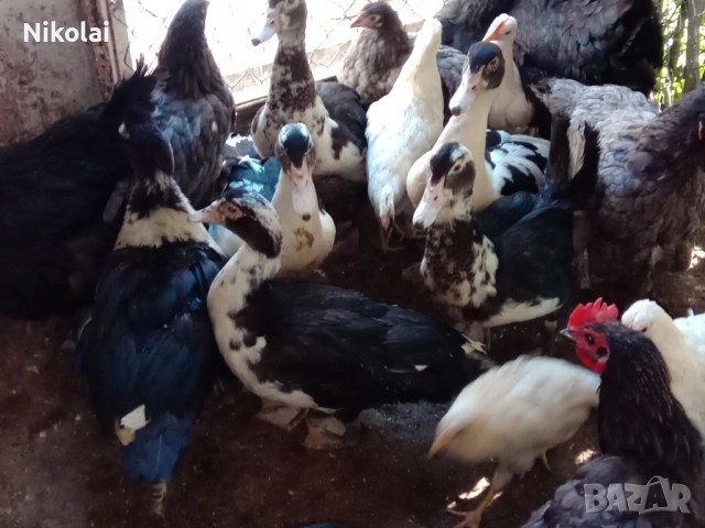 Неми патици(мускусни)на 6,5месеца , снимка 3 - Патици и гъски - 51772681