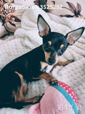 ПРОДАВАМ  МИНИ  ЧИХУ- ПИНЧЕРЧЕ  ЖЕНСКО НА 9 М. !, снимка 5 - Пинчер - 53844417