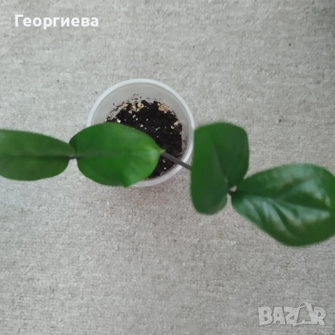 разменям, снимка 3 - Стайни растения - 51295902