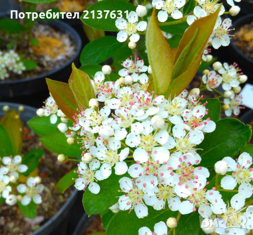 ХРАСТИ готови за засаждане - АРОНИЯ , МАЛИНИ, БОРОВИНКА, КАСИС,БАДЕМ и др, снимка 1