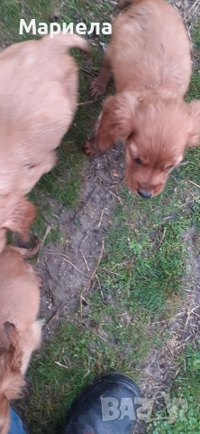 кокери , снимка 3 - Кокер шпаньол - 53399551