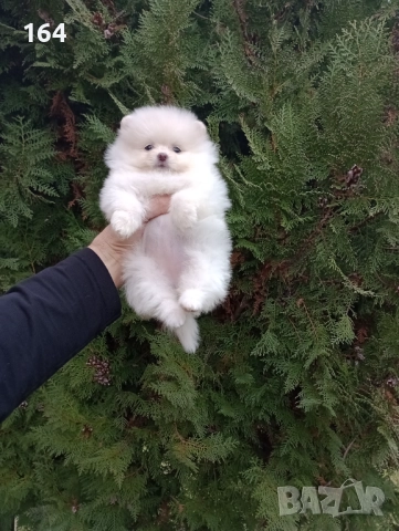 Женски Померан. Реални снимки от 07.12.25 г. , снимка 8 - Померан - 52543823