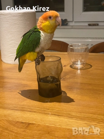 Папагали Ръжевотеменна Кайка, снимка 3 - Папагали - 51948855