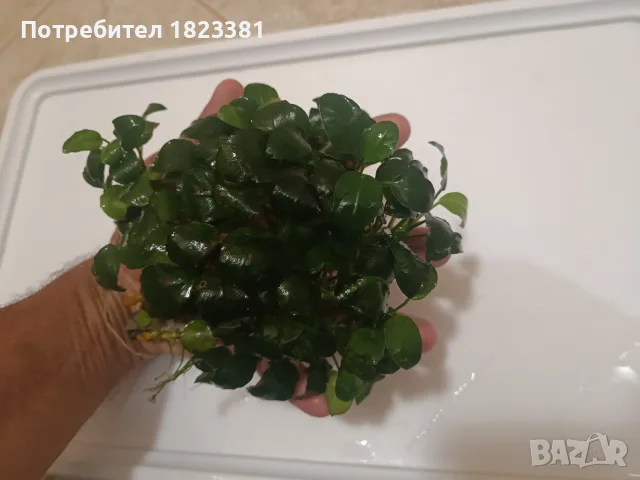 Анубиас аквариумни растения , снимка 2 - Аквариуми - 56233338