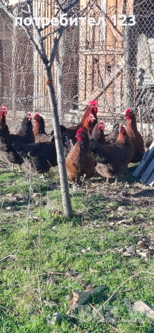 катунски кокошки, снимка 5 - Кокошки и пуйки - 52928506