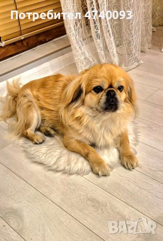 Продавам пекинез 