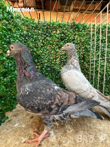 Кариери, Пощи Опал, снимка 7 - Гълъби - 53406856