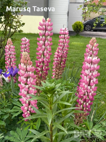 Лупина няколко вида , снимка 5 - Градински цветя и растения - 53818007