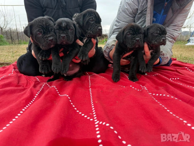 Кученца кане корсо