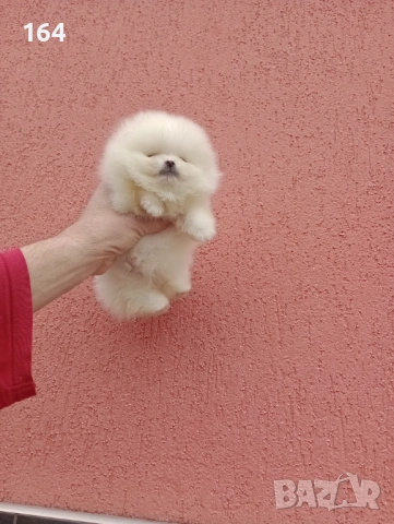 Бели мини Померани. Реални снимки от 13.03.26 г. , снимка 15 - Померан - 53710741