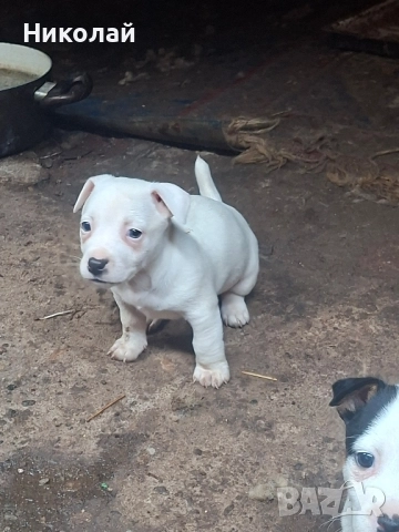 Джак Ръсел Териер , снимка 2 - Джак ръсел териер - 52572882