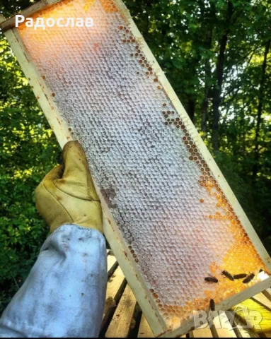 Пчелен Мед реколта 2025г,ливадни билки, букет,кошери, пчели, здраве, снимка 2 - Пчелни продукти - 32625006