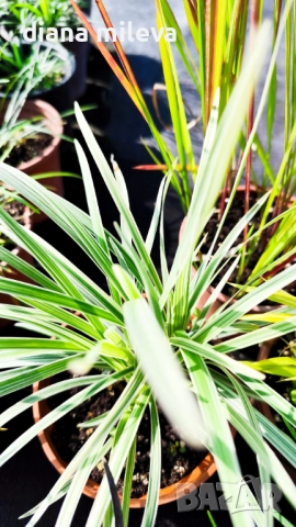Промо пакет от 5 бр Декоративни треви, снимка 13 - Градински цветя и растения - 51779204