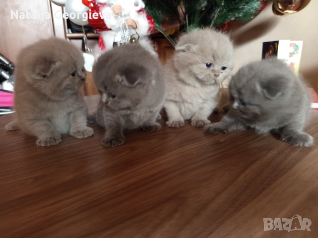 Британски котенца 