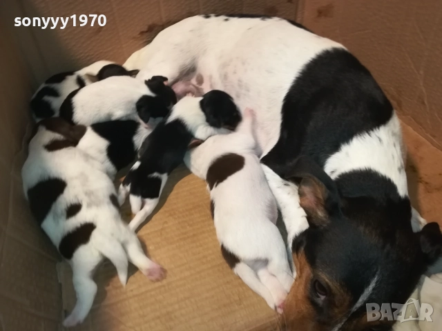 ДЖАК-СЛАДКИ БЕБЕТА 2508250707, снимка 7 - Джак ръсел териер - 51479040