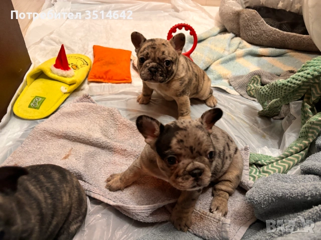 Френски булдог, снимка 3 - Френски булдог - 53420273