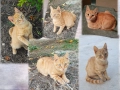 Малки котета – различни шарки, снимка 14