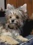 продавам йоркширски териер , снимка 1
