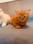 Свободни мъжки шотландски, снимка 4