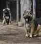 Кавказка овчарка семейство , снимка 1