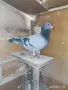 спортни Пощи и други.. , снимка 6