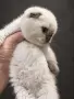Шотландска клепоуха котка Blue Point. Scottish fold, снимка 5