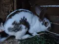prodavar se A poveche informaciq na lichno , снимка 1