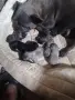 Френски булдог кученца, снимка 1