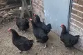 Кокошки черен мед Маран , снимка 3