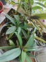 традесканция Рео , снимка 2