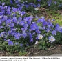 Анемоне – синьо (Anemone blanda 'Blue Shades') –  грудки, снимка 1