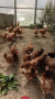 Продавам кокошки  13лв бр комплект, снимка 1 - Кокошки и пуйки - 44927146