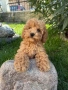 Пудел той !!! , снимка 3