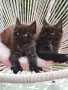 Котенца Мейн Кун , снимка 3