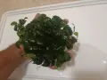 Анубиас аквариумни растения , снимка 2