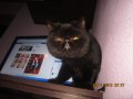2бр котета екзотична късокосместа персийка на 4-5месеца , снимка 2