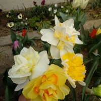Нарциси, снимка 1 - Градински цветя и растения - 34314809