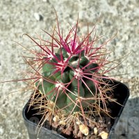 Ferocactus gracilis -Punta Prieta, Baja California, Mexico, снимка 2 - Стайни растения - 41823743