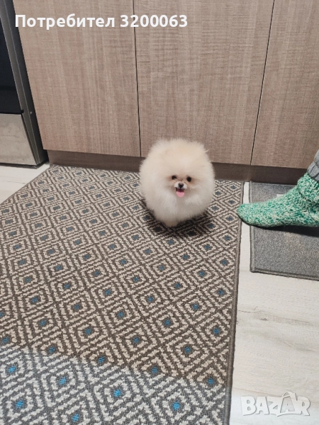 Померан мини мъжко , снимка 1