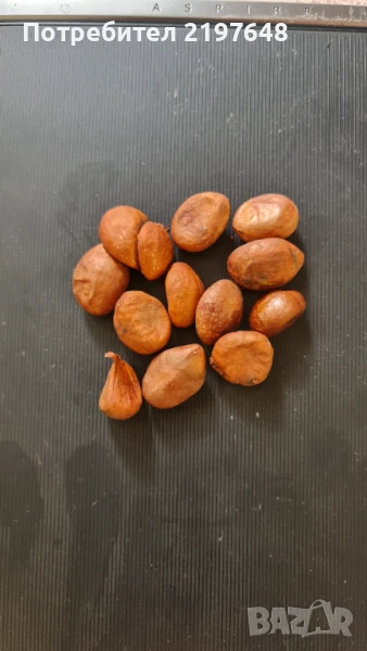 Семена японска мушмула, снимка 1