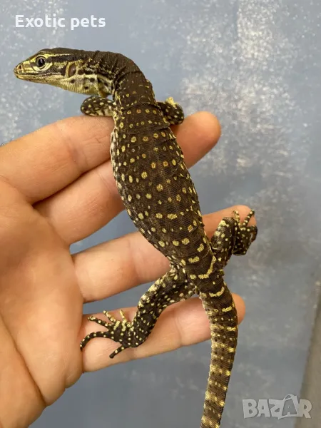 Варан Аргус, Varanus Panoptes , снимка 1