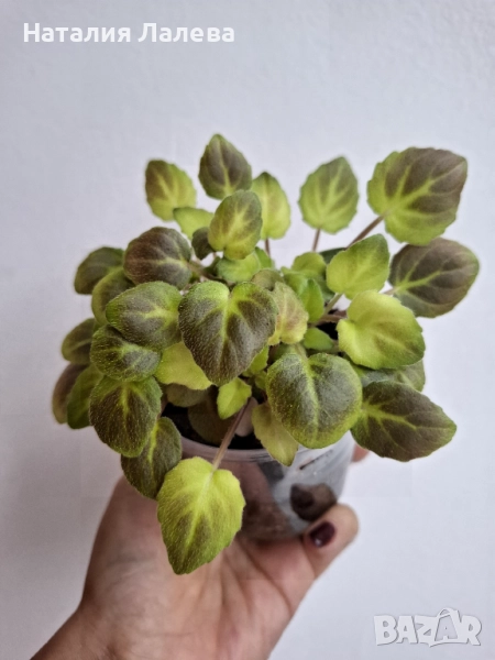 Мини сентполия трейлър, trail along, снимка 1