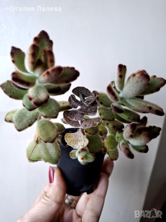 Каланхое, kalanchoe tomentosa, kalanchoe rombophilosa, снимка 1